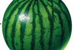 吃捧瓜对身体有什么好处,养生保健的天然良方