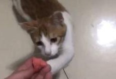 吃瓜美女爆笑图片大全