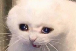 吃瓜牛牛表情,揭秘网络热梗背后的趣味与智慧