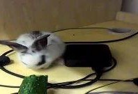 软萌兔兔吃瓜,软萌兔兔的瓜田奇遇记