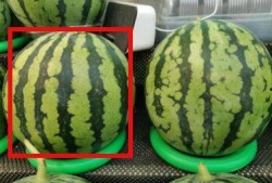 瓜不甜就不用吃瓜,探寻生活真谛的智慧箴言