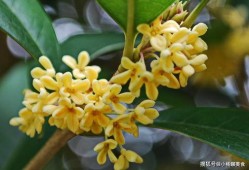 桂花喜欢吃瓜,探寻瓜类美食与桂花佳肴的完美邂逅