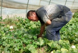 吃坟地的瓜好吗,揭秘吃坟地瓜的神秘传说与民间禁忌