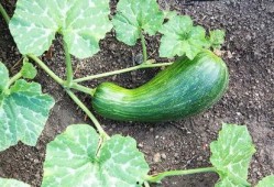 瓠瓜可以炒着吃吗,炒制美味佳肴