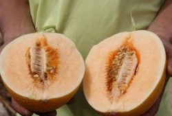 耐高吃瓜,揭秘瓜果界的“耐力之王”