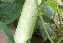 菜园小瓜怎么吃,创意烹饪指南