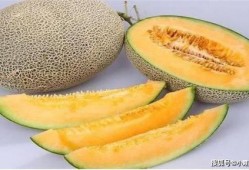 姨妈第四天可以吃哈密瓜,哈密瓜助力健康恢复”