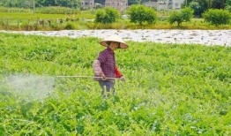 怀集吃瓜,吃瓜也能吃出文化味