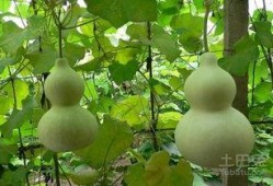 孕早期可以吃葫芦瓜吗