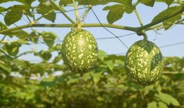 吊瓜外皮可以吃吗怎么吃,健康美味两不误