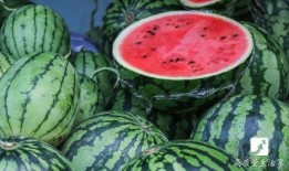 吃西瓜怎么挑选瓜,教你轻松选到甜美多汁的夏日佳果