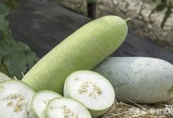 吃瓜菜带的年代