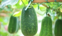 秋天别吃瓜,为何秋天不宜食用瓜类水果