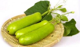 葫芦瓜如何摘瓜吃视频,葫芦瓜采摘与美味食用指南