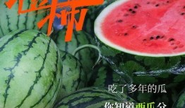 为啥出国吃瓜,揭秘“为啥出国吃瓜”背后的文化现象