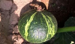 孕妇吃贝贝瓜好吗,孕妇适量食用贝贝瓜有益健康