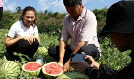 吃瓜群众 岱,揭秘背后的故事与真相