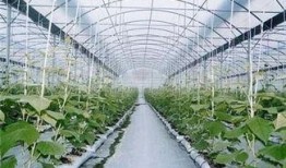 下雨大棚里吃瓜,瓜香四溢的夏日盛宴