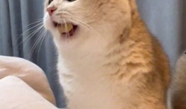 猫咪也有吃瓜群众,猫咪的娱乐生活揭秘