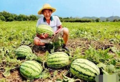 瓜农 吃瓜,甜蜜事业中的欢乐时光