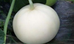 甲虫吃梨瓜吗,自然界的奇妙互动