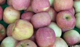 甜梨吃瓜短剧,短剧里的欢乐时光