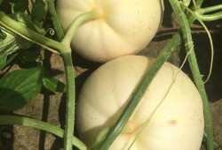 河北铺吃瓜么,揭秘吃瓜群众的欢乐盛宴