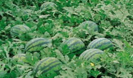 缅北吃瓜中心,一场场引人入胜的边境风云