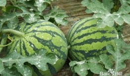 吃西瓜怎么挑选瓜,教你轻松选到甜美多汁的夏日佳果