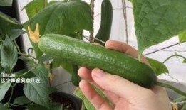 葫芦瓜如何摘瓜吃视频,葫芦瓜采摘与美味食用指南