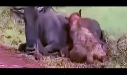 中国吃货吃瓜完整视频,一场视觉与味蕾的双重盛宴