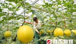 潍坊吃瓜网红,带你领略当地美食风情