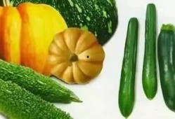 福宝吃瓜视频,揭秘娱乐圈幕后故事