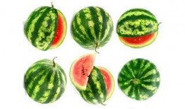 吃瓜的苞米女王,吃瓜界的风云人物