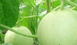 葫芦瓜如何摘瓜吃视频,葫芦瓜采摘与美味食用指南