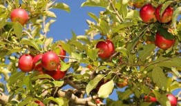 小说坟前吃瓜,揭秘尘封往事的惊悚悬疑之旅