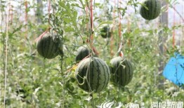 长垣吃瓜完整视频,一场引发热议的网络狂欢