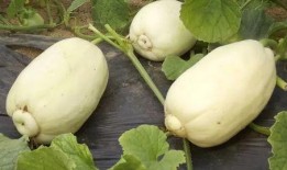 小赖瓜吃哪里,揭秘瓜果中的隐藏美味