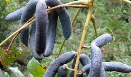 吃猫儿屎瓜,吃猫儿屎瓜的神奇功效与传说