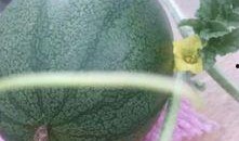 整个小区吃瓜,揭秘小区里的“吃瓜”现象