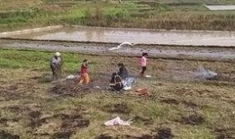 惜花花全集吃瓜,宫廷秘史中的宫廷八卦与宫廷美食