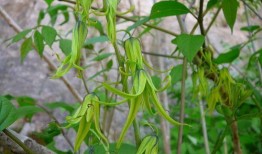 吃猫儿屎瓜,吃猫儿屎瓜的神奇功效与传说