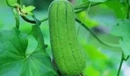 吃树瓜有哪些好处,揭秘吃树瓜的五大益处