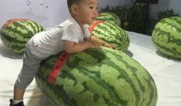 晋城最新吃瓜事件,揭秘网络热议背后的真相