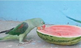 有趣的吃瓜构图