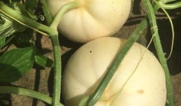 河北铺吃瓜,瓜田里的夏日风情