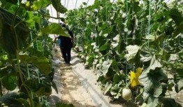 马村吃瓜视频,揭秘网络红人的幕后故事