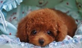 泰迪吃蜜瓜,泰迪狗狗的甜蜜蜜瓜冒险记