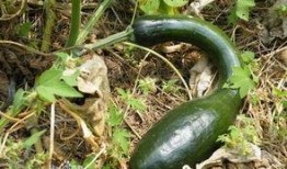 家里的方瓜怎么吃,解锁家常方瓜的多重美味