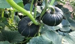 瓜姐吃瓜,揭秘娱乐圈那些不为人知的幕后故事